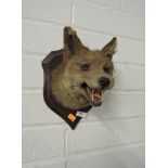 A taxidermy of a fox mounted head with accompanying feet