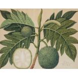 ANGLO-INDIAN SCHOOL, 19th CENTURY STUDY OF BREADFRUIT watercolour heightened with body colour 37cm