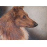 *FOLLOWER OF ARTHUR WARDLE (1864-1949) MORETON DUCHESS, A SHELTIE oil on board 14 cm by 18 cm; 5 1/2