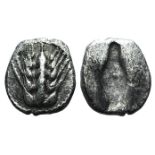 Southern Lucania, Metapontion, c. 470-440 BC. AR Diobol (9mm, 0.82g, 12h). Barley-ear with four