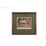 A SET OF SIX FRAMED PLATES FROM CASSELL'S BOOK OF THE HORSE, 19.5 x 23.5cm. (6)