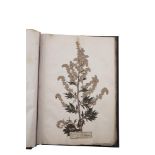 IRISH BOTANICAL ALBUMA large folio album, hardbound, late 19th/early 20th century, formerly a