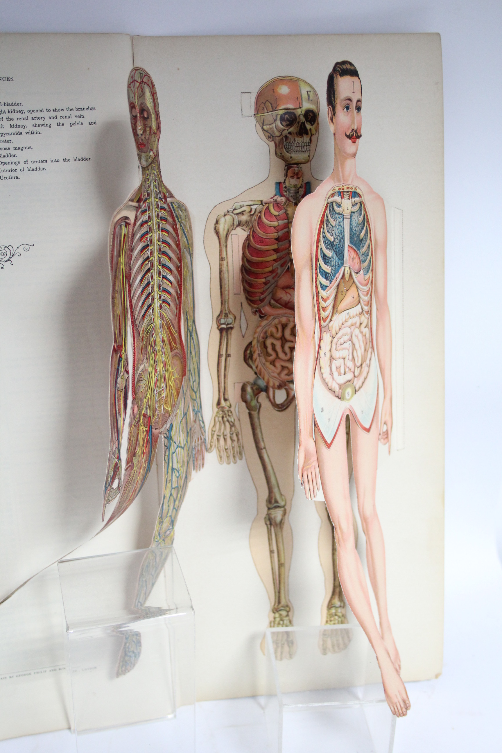 A late 19th/early 20th century volume “Philips Anatomical Model of The Female Human Body”; & a ditto - Bild 11 aus 11