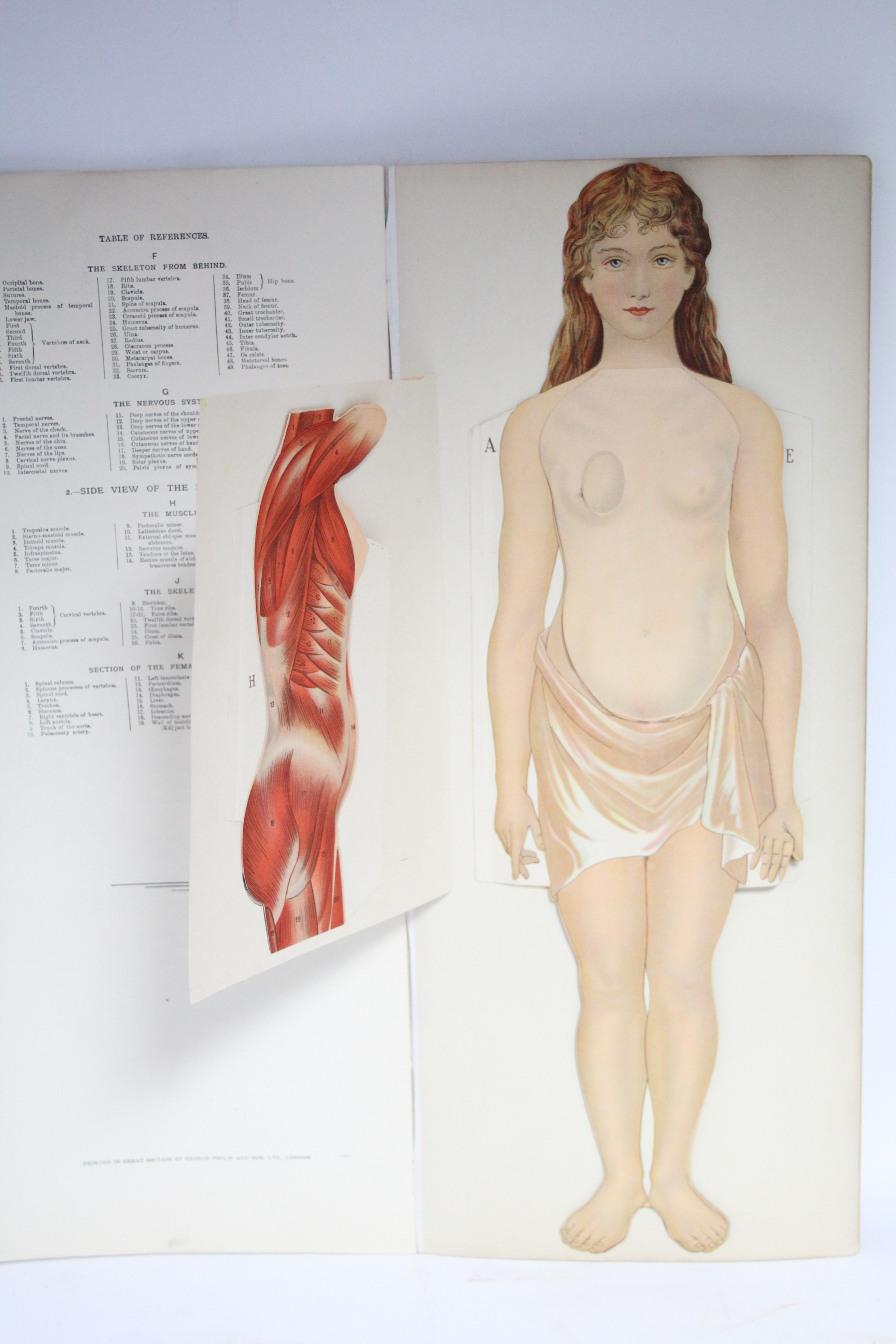 A late 19th/early 20th century volume “Philips Anatomical Model of The Female Human Body”; & a ditto - Bild 3 aus 11