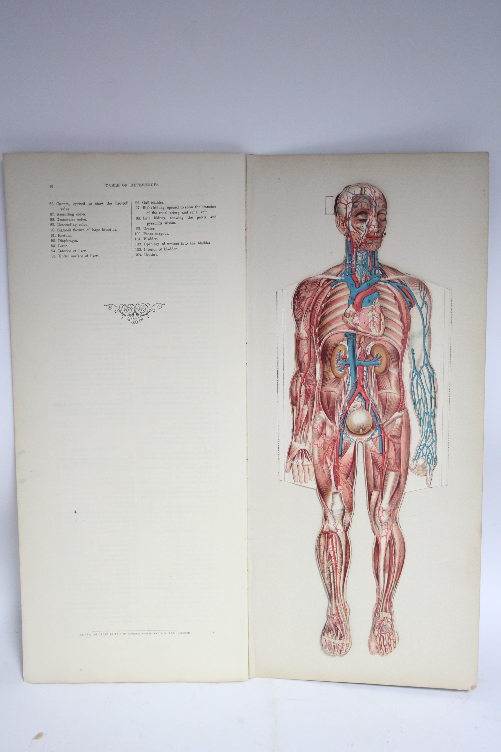 A late 19th/early 20th century volume “Philips Anatomical Model of The Female Human Body”; & a ditto - Bild 9 aus 11