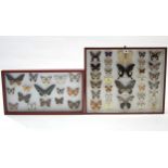 Two taxidermist’s displays of moths, each display in glazed case.