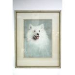 BERT, Adrian. R. A. (1929-2011). A study of a white Husky dog. Signed; pastels: 18" x 13½".