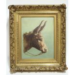 AMERICAN SCHOOL, first half 20th century. A study of the bridled head of a donkey. Oil on board: