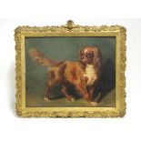 CONTINENTAL SCHOOL, late 19th/early 20th century. A study of a brown & white King Charles spaniel;