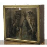 A taxidermist’s display of two owls mounted amongst grasses, & in glazed case, 20¾” wide x 18¾”