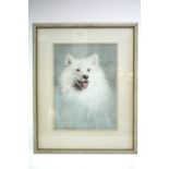 BERG, Adrian. R. A. (1929-2011). A study of a white Husky dog. Signed; pastels: 18" x 13½".