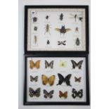 Two modern taxidermist's displays of insects.