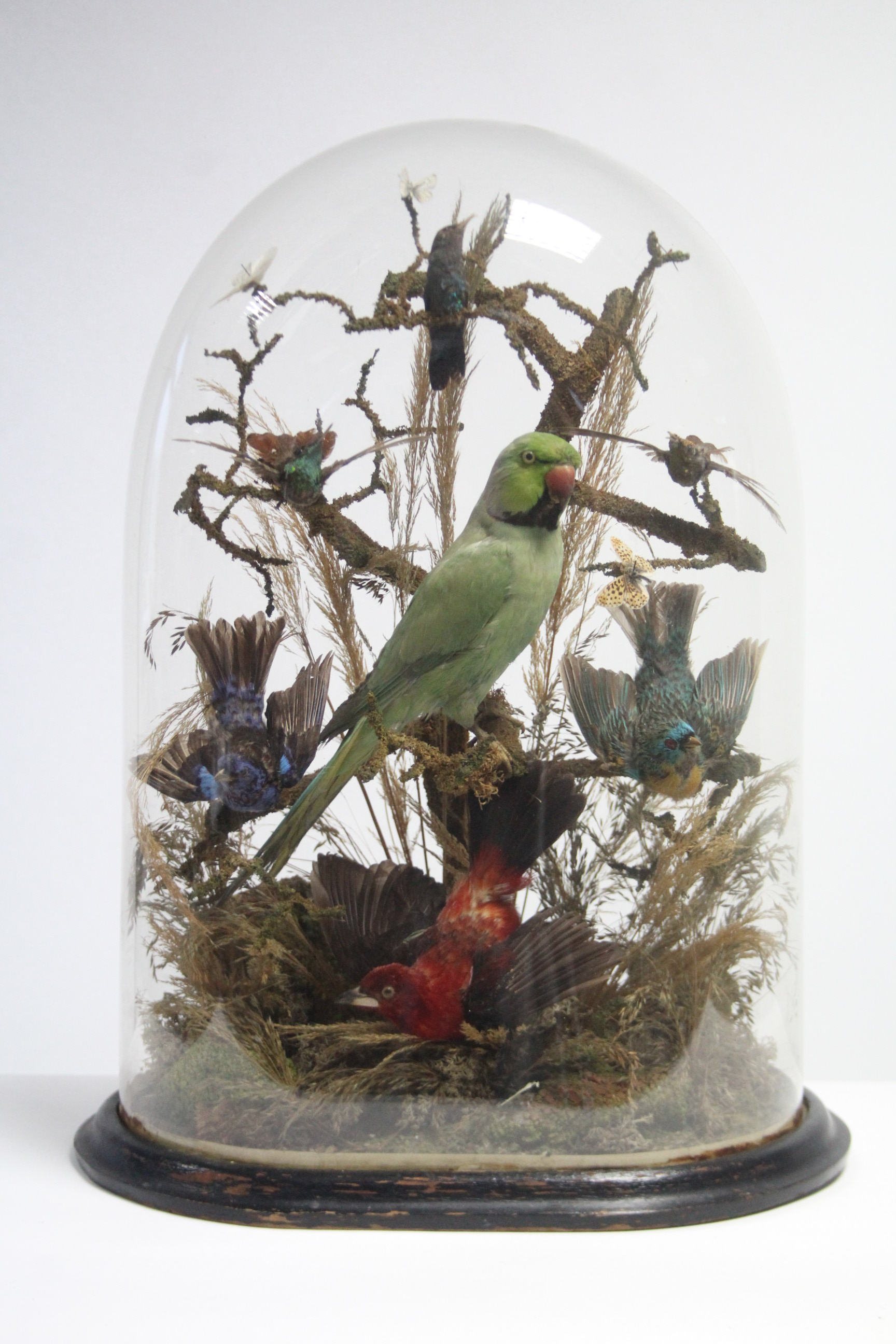 A TAXIDERMIST'S DISPLAY OF A PARROT, SIX OTHER EXOTIC BIRDS, & A MOTH, MOUNTED AMONGST NATURAL - Image 7 of 9