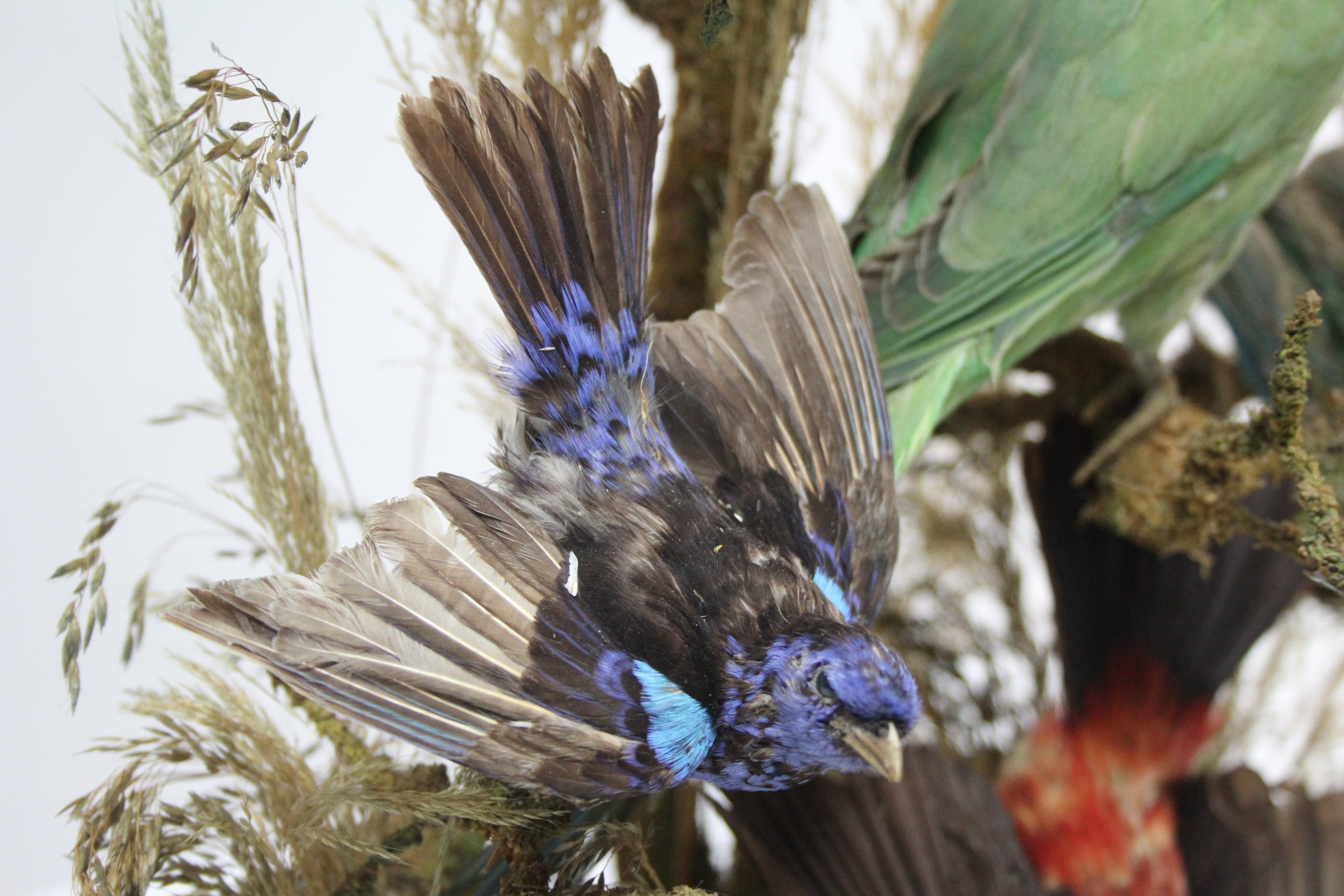 A TAXIDERMIST'S DISPLAY OF A PARROT, SIX OTHER EXOTIC BIRDS, & A MOTH, MOUNTED AMONGST NATURAL - Image 3 of 9