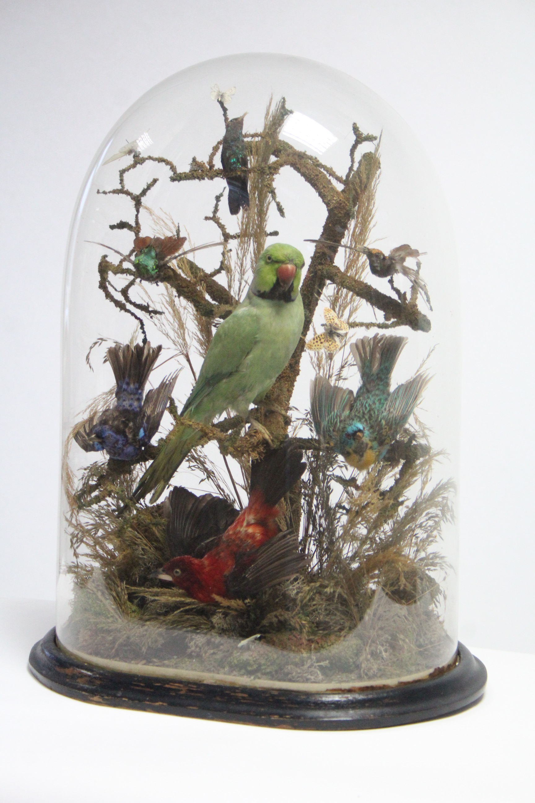 A TAXIDERMIST'S DISPLAY OF A PARROT, SIX OTHER EXOTIC BIRDS, & A MOTH, MOUNTED AMONGST NATURAL - Image 6 of 9