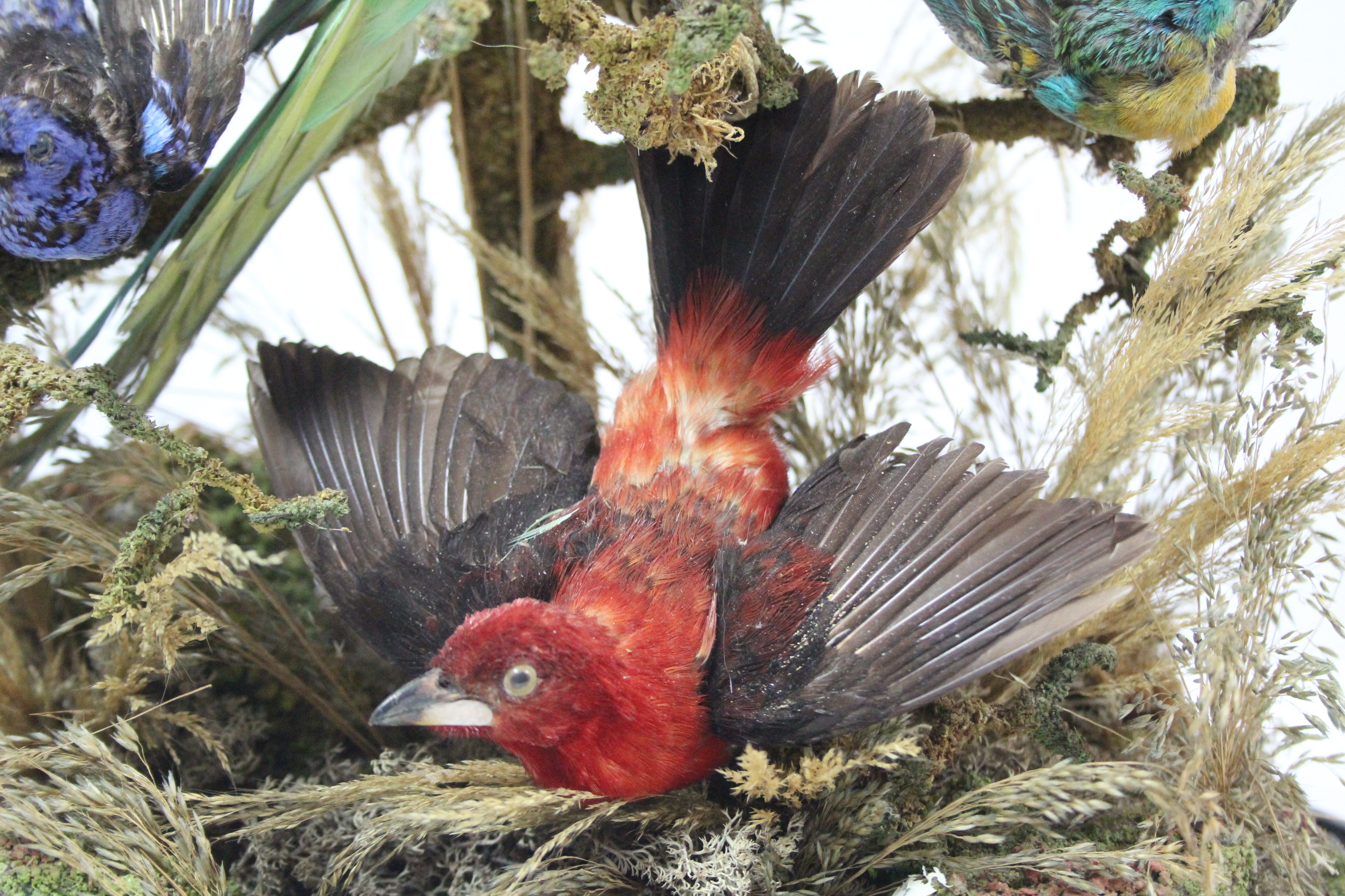 A TAXIDERMIST'S DISPLAY OF A PARROT, SIX OTHER EXOTIC BIRDS, & A MOTH, MOUNTED AMONGST NATURAL - Image 4 of 9