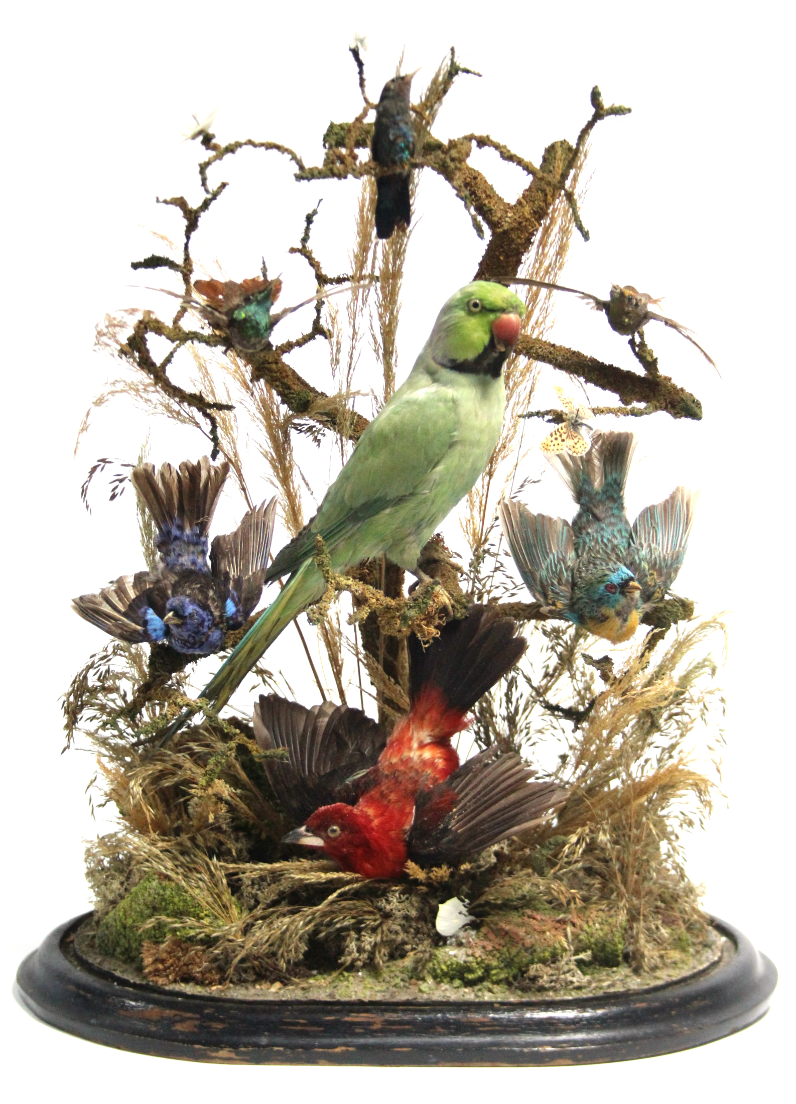 A TAXIDERMIST'S DISPLAY OF A PARROT, SIX OTHER EXOTIC BIRDS, & A MOTH, MOUNTED AMONGST NATURAL