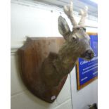 Taxidermy - a deer's head mounted on a shield shaped hardwood plaque BSR