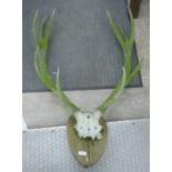 A pair of deer's antlers mounted on a shield shaped oak plaque LAF