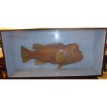Taxidermy - a Hop Headed Blowfish displayed in a glazed case 20''h 41''w