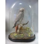 Taxidermy - an African Grey Parrot, displayed in a naturalistic setting under an oval glass dome,
