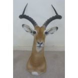 Taxidermy - a mottled brown deer with curly horns