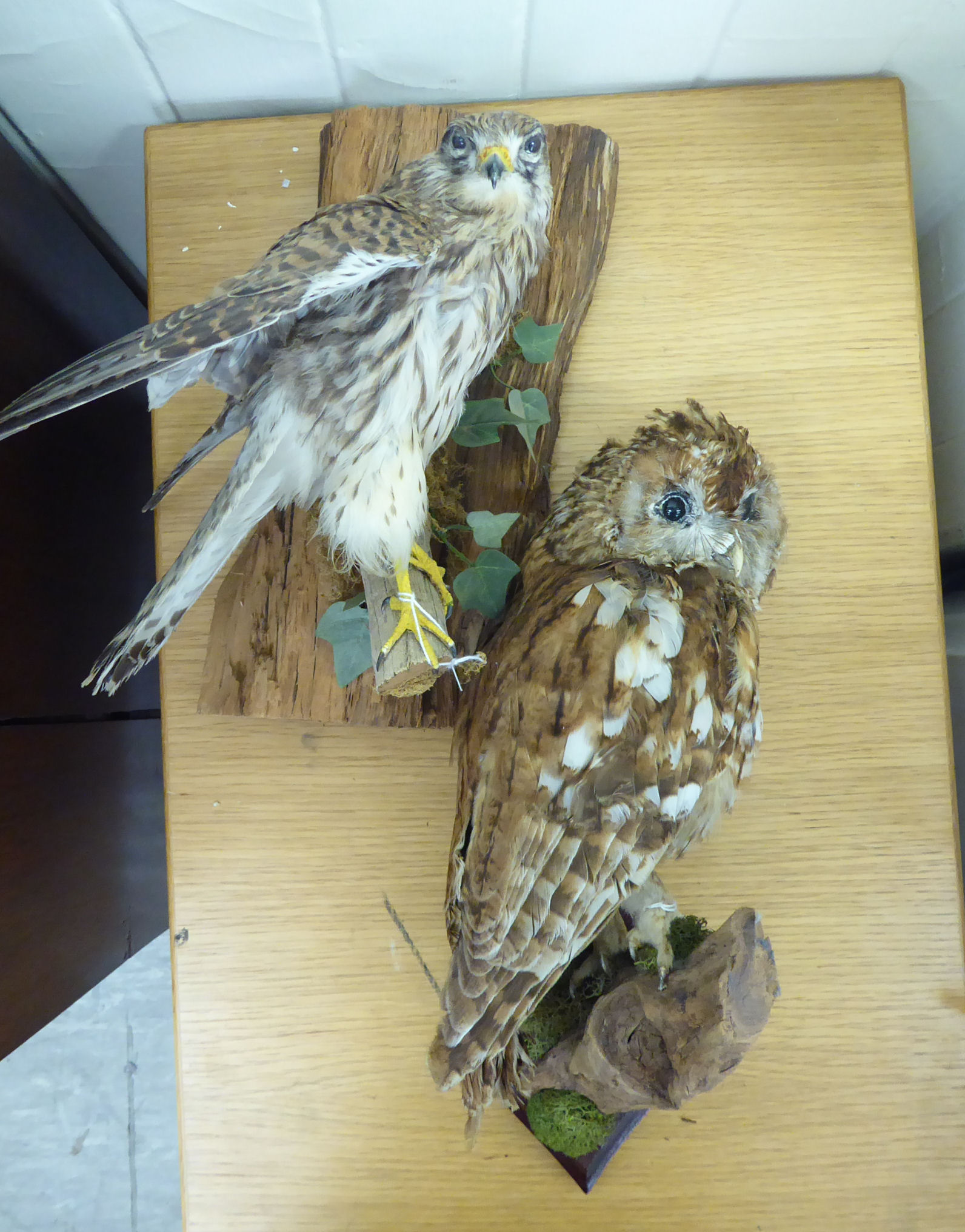 Taxidermy - a barn owl 14.