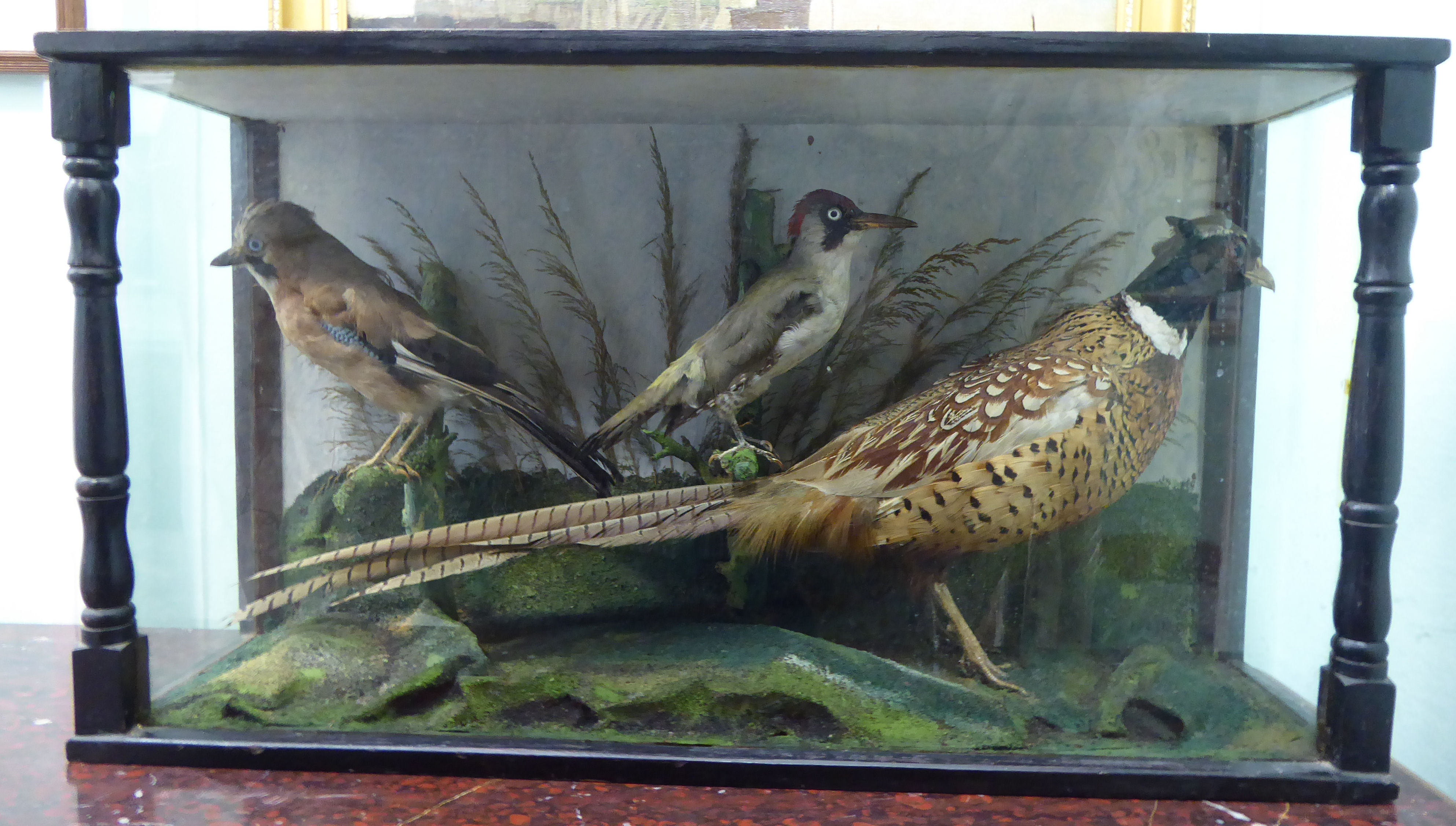 Taxidermy - a hen pheasant, woodpecker and jay, displayed in a naturalistic setting, in a glazed,