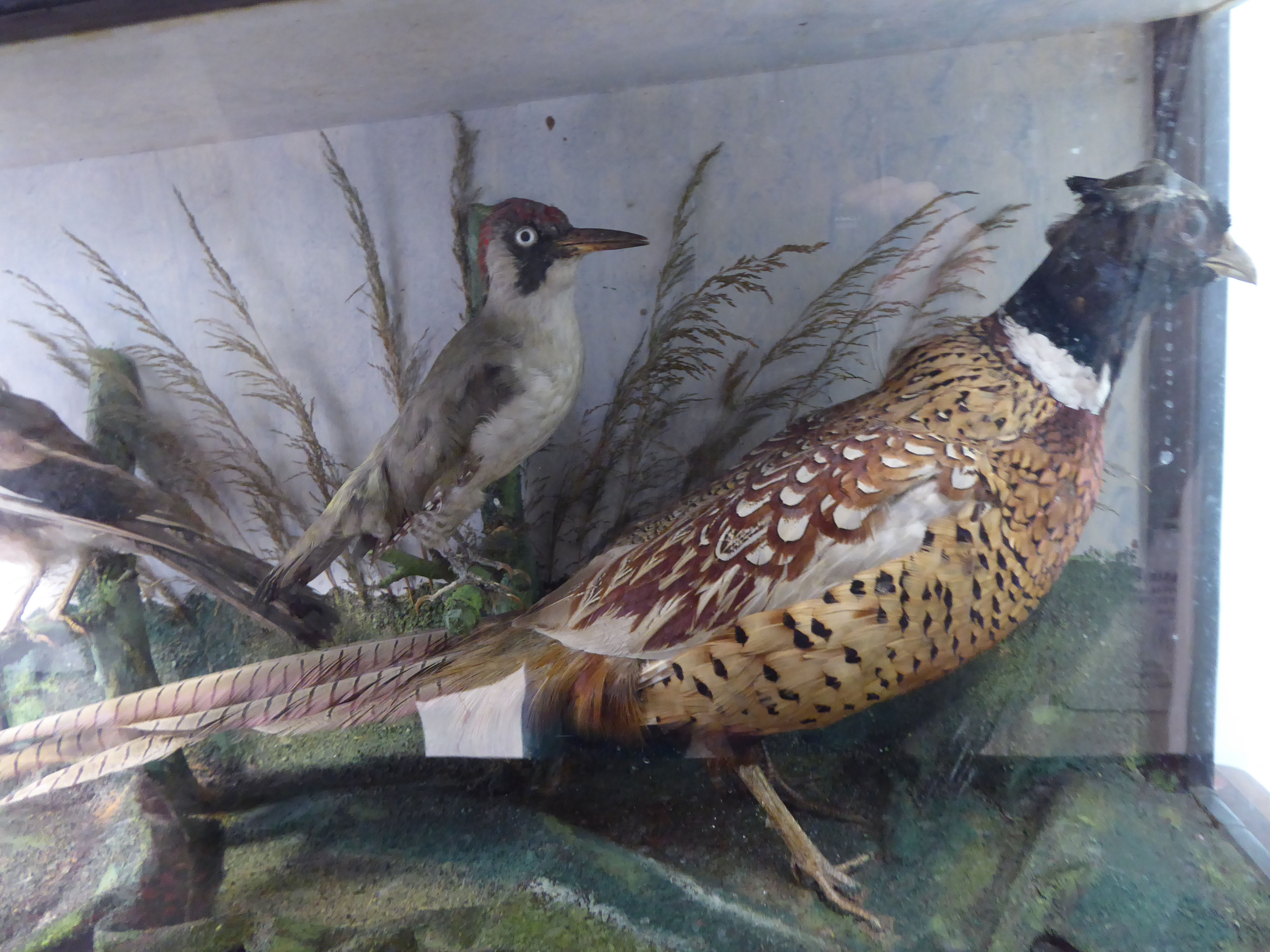 Taxidermy - a hen pheasant, woodpecker and jay, displayed in a naturalistic setting, in a glazed, - Image 2 of 4