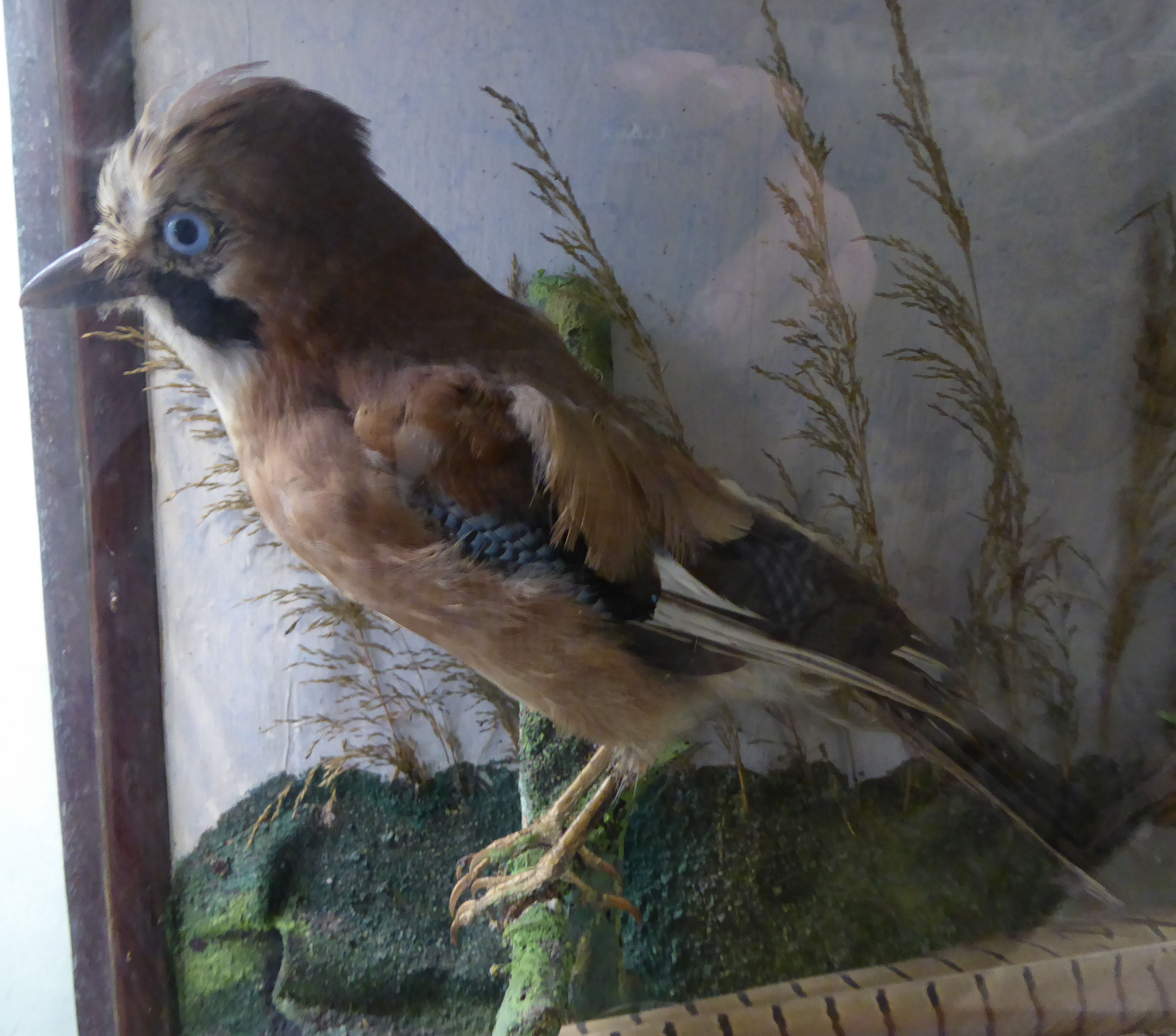 Taxidermy - a hen pheasant, woodpecker and jay, displayed in a naturalistic setting, in a glazed, - Image 3 of 4