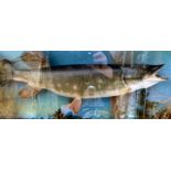 Taxidermy - a Zander (or Pike Perch) displayed in a naturalistic setting, in a glazed,