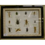Taxidermy - a cased set of twelve insects: to include a locust 13'' x 16'' T09