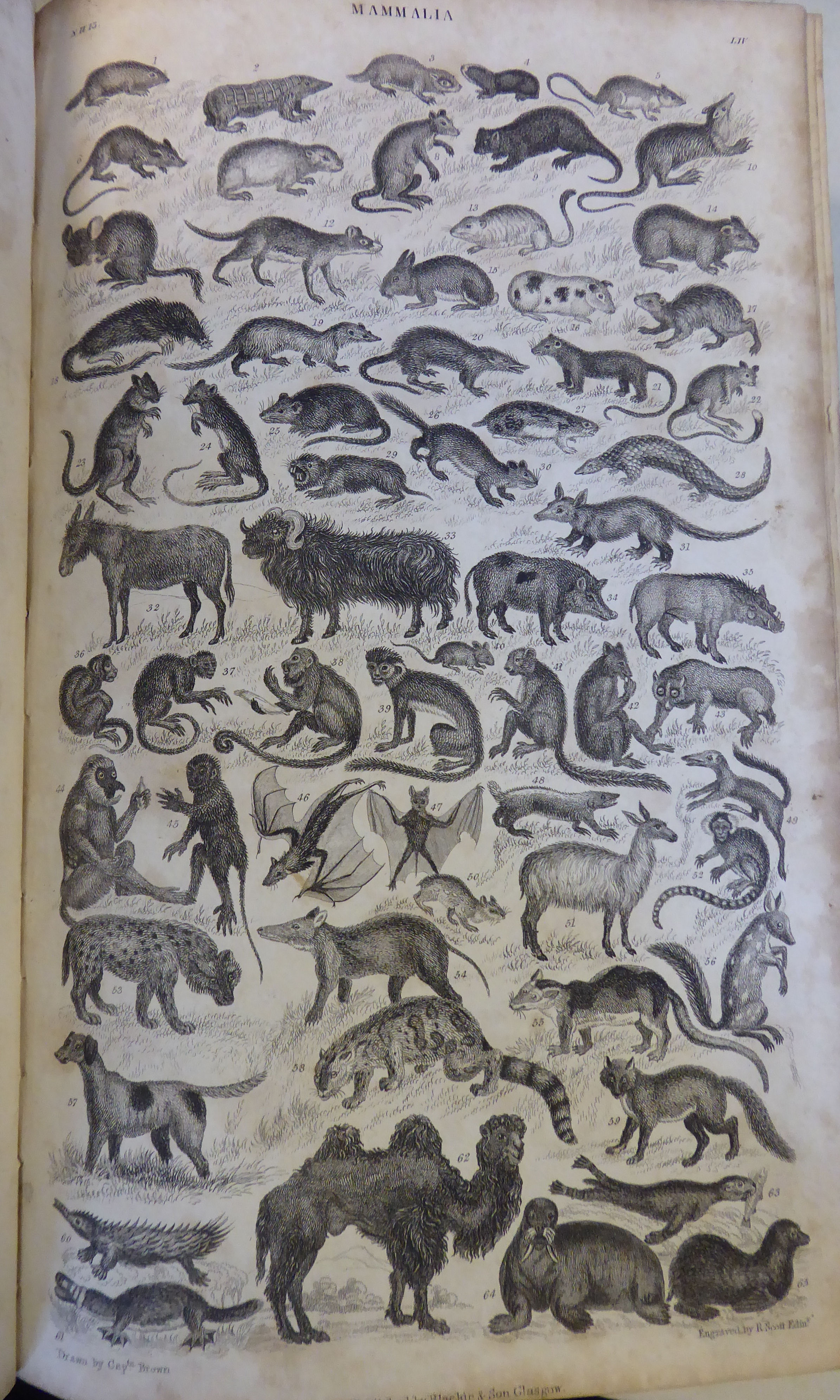 Books: 'A History of the Earth and Animated Nature' by Oliver Goldsmith with numerous notes and - Image 4 of 9