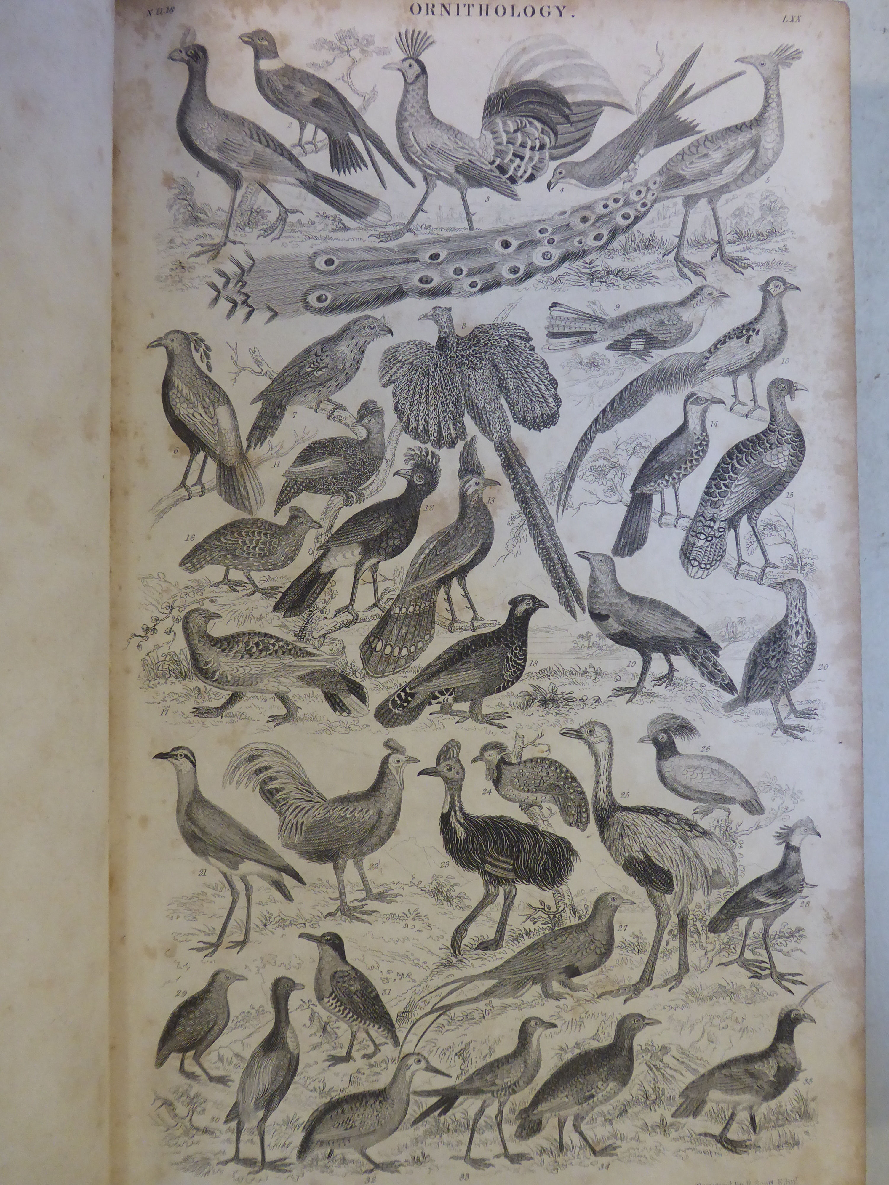 Books: 'A History of the Earth and Animated Nature' by Oliver Goldsmith with numerous notes and - Image 6 of 9