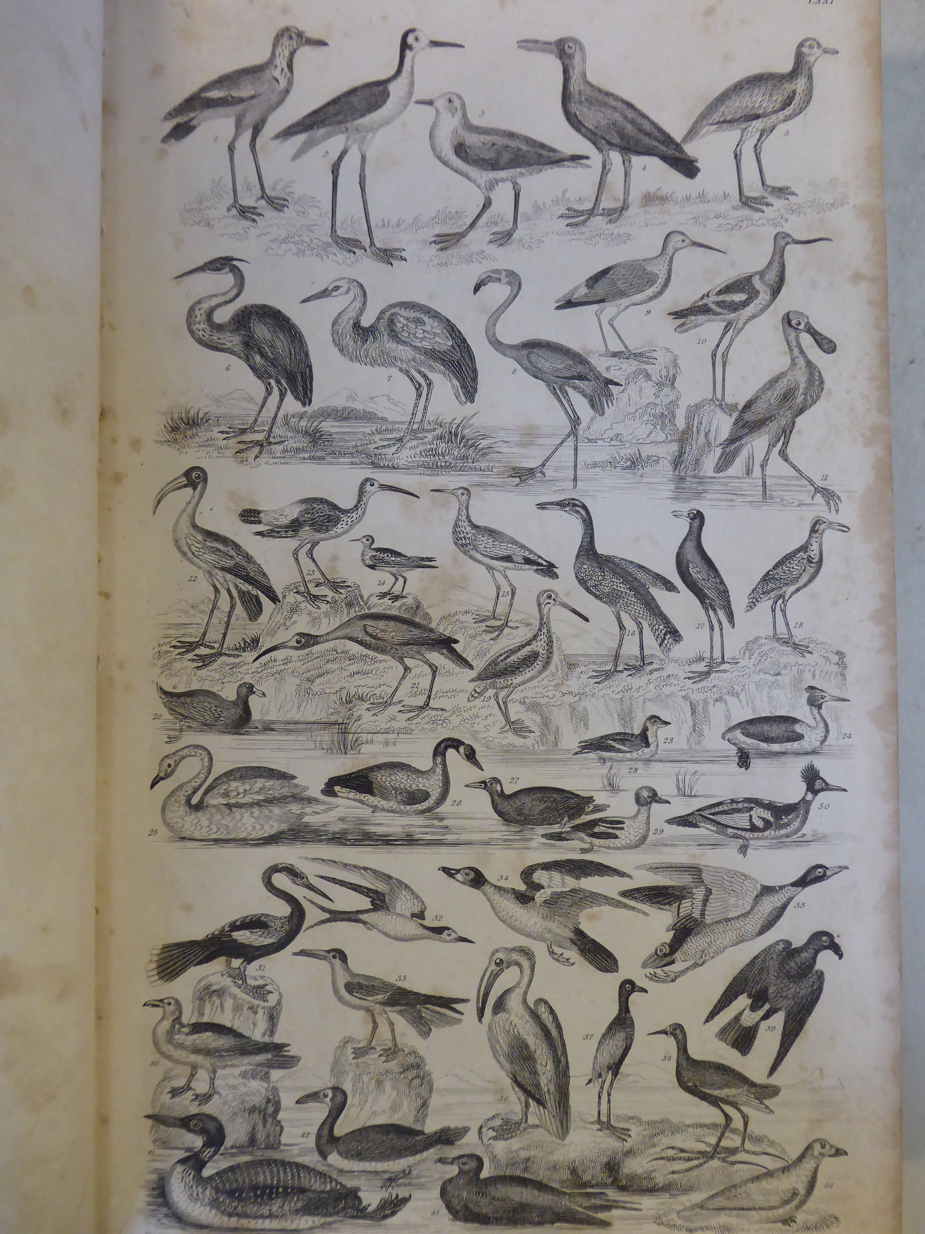 Books: 'A History of the Earth and Animated Nature' by Oliver Goldsmith with numerous notes and - Image 7 of 9