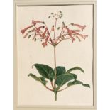 Attributed to Augusta Innes WITHERS (1792-1877). Original watercolour: a flower spray of the