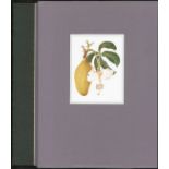 [Arnold (Marion) Editor] SOUTH AFRICAN BOTANICAL ART (The publisher's copy) Edited and introduced by