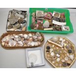 A collection of fossilized brachliopods and decorative shells.