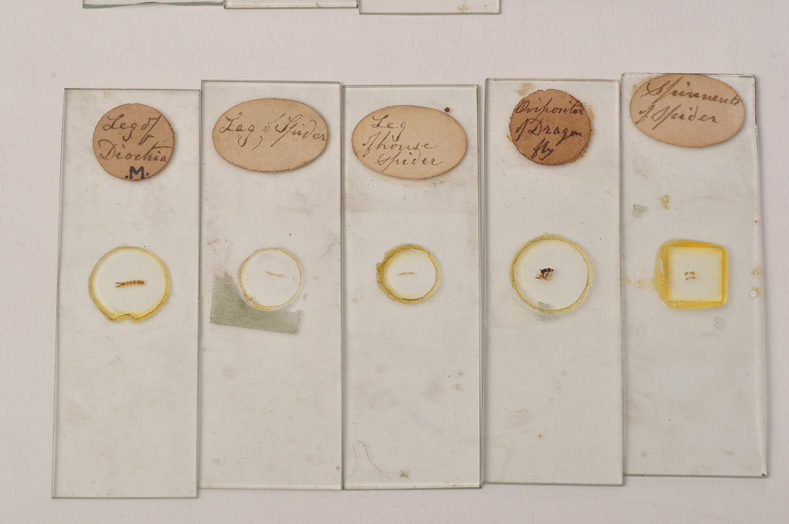 A burr walnut and specimen wood inlaid microscope slide cabinet, - Image 2 of 17