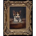 Betsy "Bessie" Bamber (early 20th Century) Portrait of a kitten, signed with initials, oil on board,