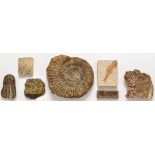 A large collection of fossils, to include: ammonites; lepidodendron, one large 15 1/2in.