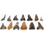 A selection of fossilized, megalodon and shark teeth, the largest 2in. (5cms) high.
