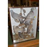 Taxidermy pigeon, dove and a starling, mounted on branches, in stained wood glazed case.