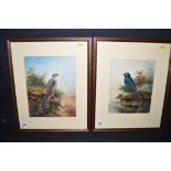 Watercolours, by John Duncan - a purple martin, and a sparrowhawk, one signed and inscribed.