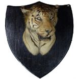 A large taxidermy Bengal Tiger head (Panthera Tigris) mounted on the original stained hardwood