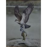 Robert Morton - Three ornithological watercolour studies - Bird of prey with fish, 45 x 35 cm,