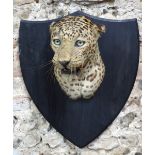 A taxidermy Indian Leopards head (Panthera Pardus Fusca) mounted on a stained hardwood shield, the