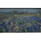 Linsey - Field of irises, oil on board, signed lower left, 47 x 79 cm