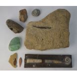 A rock fragment containing a fossilised jaw-bone with teeth, to/w fossil leaf, fossilised wood,