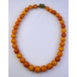 A row of graduated amber beads on metal snap, mixed shading,